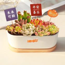 绿荫巷子多肉植物带盆组合盆栽新手好养活仙人掌办公室内桌礼品小绿植长方圆边盆+5福卡 14.95元 - 86线报