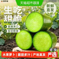 栗贝诺山东潍坊正宗水果萝卜甜脆生吃皮薄多汁当季新鲜产地直发蘸酱菜 13.59元 - 线报酷 栗贝诺山东潍坊正宗水果萝卜甜脆生吃皮薄多汁当季新鲜产地直发蘸酱菜 13.59元 - 线报酷