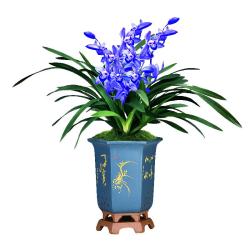 劉閣蘭花超香建兰四季兰当年开花壮苗满屋飘香室内四季常青花卉盆栽草2苗连体带黑色兰花盆 8.43元 - 折送网