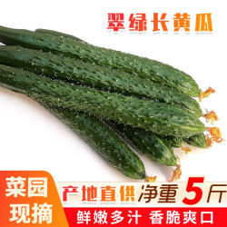 蓓儿趣山东当季现摘新鲜黄瓜农家自种蔬菜小青瓜带刺长5斤整箱包邮凉拌 10.9元 - 86线报